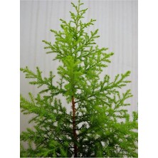 Bitkim Sende Videolu Favori Limoni Servi Çamı (30-40 Cm)1 Adet Saksılı Dış Mekan Bitkisi Lemon Cypress