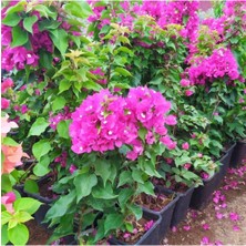 Bitkim Sende Özel Çeşit Bodur Fuşya Gelin Duvağı Begonvil Bougainvillea