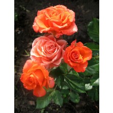 Bitkim Sende Videolu Ponpon Yediveren Kokulu Turuncu Renkli (40 65 Cm) Saksılı Aşılı Gül Orange Rose