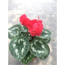 Bitkim Sende Sıklamen Hediyelik Çiçek