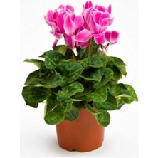 Bitkim Sende Sıklamen Çiçeği Cyclamen, Pembe Renk 12 cm Saksıda Hediyelik Çiçek