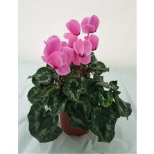Bitkim Sende Sıklamen / Tavşan Kulağı / Cyclamen Alacalı Koyu Lila Hediyelik Çiçek
