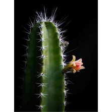 Bitkim Sende Kaktüs Dev Boy Xl Cereus Fairy Castle Cactus Dolgun Formlu
