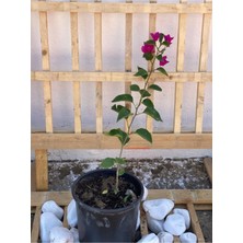 Bitkim Sende Fuşya Begonvil Bougainvillea