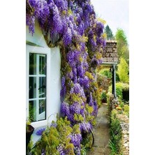 Bitkim Sende Wisteria Sinensis Kokulu Çin Morsalkım Mor Salkım Fidanı 20-40 cm