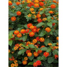 Bitkim Sende Videolu Çalı Minesi Lantana Çiçeği (20 50 Cm)1 Adet Saksılı Çiçekli Bodur Bitki Lantana Camara L.