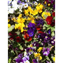 Bitkim Sende Videolu Karışık Renkli Hercai Menekşesi (5 15 Cm)4 Adet Saksılı Çiçekli Bodur Btiki Viola