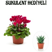 Bitkim Sende Hediyelik Fuşya Renk Sıklamen Çiçeği Kadınlar Gününe Özel Sukulent Hediyeli