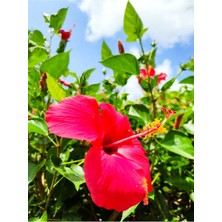 Bitkim Sende Videolu Kırmızı Japon Gülü Çiçeği Fidanı (40 45 Cm) 1 Adet Saksılı Camellia Japonica