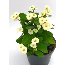 Bitkim Sende Dikenler Tacı (3 Çeşit Pembe+Beyaz+Kırmızı)