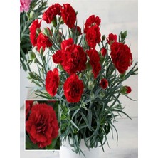 Bitkim Sende Videolu Kırmızı Karanfil (15-25 Cm)1 Adet Saksılı Çiçekli Bodur Bitki Dianthus Caryophyllus