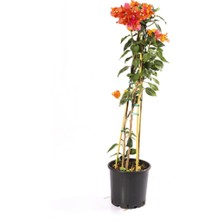 Bitkim Sende Bougainvillea Sarmaşık - Begonvil Sarmaşık 110CM