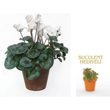 Bitkim Sende Videolu 1 Adet Kadınlar Günü Özel Beyaz Sıklamen Çiçeği 20-35CM Saksılı Sukulent Hediye Cyclamen