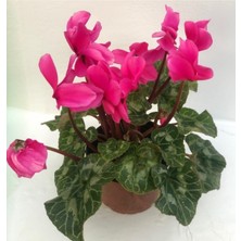 Bitkim Sende Sıklamen Çiçeği Cyclamen 20CM-30CM Cyclamen