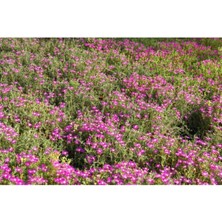 Bitkim Sende Videolu 1 Adet Pembe Acem Halısı Çiçeği 5-15 cm Tüplü Çiçekli Bodur Drosanthemum Floribundum