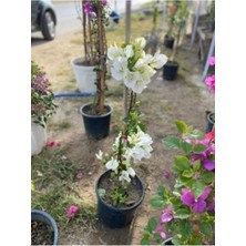 Bitkim Sende Sarmaşık Begonvil Bitkisi Saksıda 70/100 cm Bougainvillea