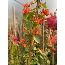 Bitkim Sende Sarmaşık Begonvil Bitkisi Saksıda 70/100 cm Bougainvillea