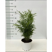 Bitkim Sende Şamadora Bitkisi Chamaedorea Aleovera 2 Li Set