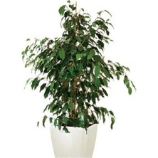 Bitkim Sende Videolu 1 Adet Benjamin Çiçeği Fidanı 55-60 cm Saksılı Çiçekli Bodur Bitkiler Ficus Benjamina