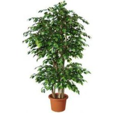 Bitkim Sende Videolu 1 Adet Benjamin Çiçeği Fidanı 55-60 cm Saksılı Çiçekli Bodur Bitkiler Ficus Benjamina