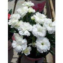 Bitkim Sende Videolu Beyaz Karanfil (15-30 Cm)1 Adet Saksılı Çiçekli Bodur Bitki Dianthus Caryophyllus