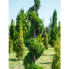 Bitkim Sende Videolu Leylandi Fidanı Kokulu (10 25 Cm)20 Adet Tüplü Dış Mekan Ağaç Cupressus Leylandii