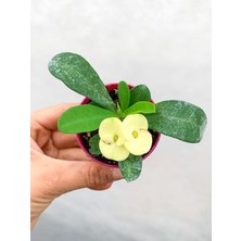 Bitkim Sende Videolu 1 Adet Mini Sarı Renkli Dikenler Tacı Çiçeği 5-15CM Saksılı Çiçekli Bodur Euphorbia Milii
