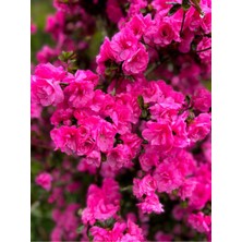 Bitkim Sende Videolu Pembe Açelya (20 40 Cm)1 Adet Saksılı Çiçekli Bodur Bitki Rhododendron