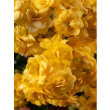 Bitkim Sende Videolu 1 Adet Sarı Renk Kalanşo (Emel Hanım) Çiçeği 10-20 cm Saksılı Çiçekli Bodur Bitki Kalanchoe