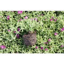 Bitkim Sende Acem Halısı Fidanı 5-15 cm