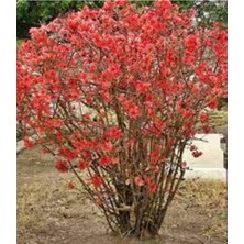 Bitkim Sende Japon Ayvası Fidanı