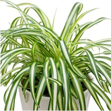 Bitkim Sende Yeşil Kurdele Çiçeği Chlorophytum Comosum 30 40CM Boyunda 14CM Saksıda Hava Temizleyen Çiçek