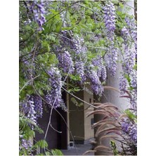 Bitkim Sende Mor Salkım Fidanı Bahçenize Estetik Bir Güzellik Katın!