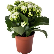 Bitkim Sende Hediyelik Beyaz Kalanşo (Kalanchoe) Çiçeği Mumluk Hediyeli Kadınlar Günü Hediyesi