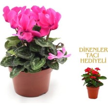 Bitkim Sende Videolu 1 Adet Kadınlar Gününe Özel Pembe Sıklamen Çiçeği 30-40CM Saksılı Dikenler Tacı Hediye