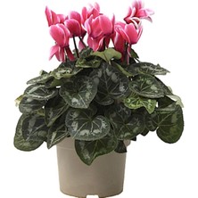 Bitkim Sende Pembe Siklamen Çiçeği / Tavşan Kulağı / Cyclamen