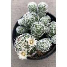 Bitkim Sende Mammillaria Gracilis Kartopu Kaktüs Sarı Çiçek Açan