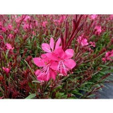 Bitkim Sende Videolu 1 Adet Pembe Renk Gaura Çiçeği Fidanı 15-45 cm Tüplü Çiçekli Bodur Bitkiler Lindheimeri