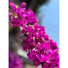 Bitkim Sende Videolu 2 Adet Pembe Begonvil Çiçeği Fidesi 25-50 cm Tüplü Çiçekli Bodur Bitkiler Bougainvillea