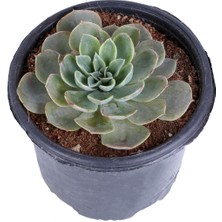 Bitkim Sende Echeveria Elegance - Eşeverya - Saksı'da -Kaya Gülü Çiçeği