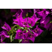Bitkim Sende Videolu 1 Adet Koyu Pembe Begonvil Çiçeği 40-50 cm Saksılı Çiçekli Bodur Bitkiler Bougainvillea