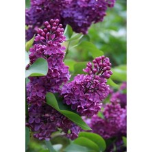 Bitkim Sende Videolu 1 Adet Kokulu Leylak Çiçeği 30- 60 cm Saksılı Çiçekli Bodur Bitkiler Lilac