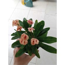 Bitkim Sende Dikenler Tacı (Euphorbia Milii) 15-20CM
