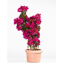 Bitkim Sende Begonvil Sarmaşığı - Mor (Bougainvillea Alexandra)