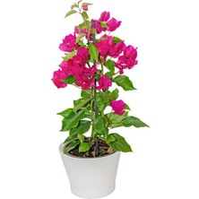 Bitkim Sende Begonvil Sarmaşığı - Mor (Bougainvillea Alexandra)