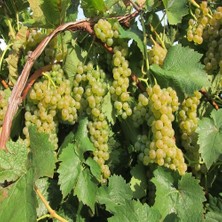 Reyon Bahçe Tüplü Tatlı Chardonnay Üzüm Fidanı