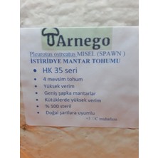 Yörükoğlu Istiridye Mantar Tohumu 1 kg (Ekim Mikro Delikli Siyah Poşet Hediye )