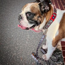 Pawlook Köpekgezdirme Kayışı,skull Gezdirme Kayışı