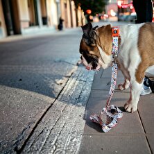 Pawlook Pawlook, Gezdirme Kayışı, Gezdirme Kayışı,köpek Gezdirme Kayışı