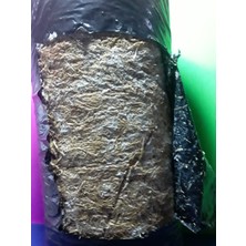 Yörükoğlu Istiridye Mantar Tohumu 1 kg (Ekim Mikro Delikli Siyah Poşet Hediye )